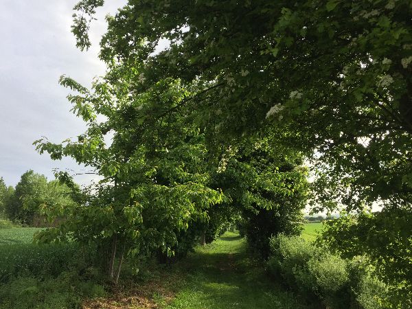 Après avoir suivi la route du Mont Onfroy sur 1.3 km, nous tournons sur ce délicieux chemin aménagé le long du golf.