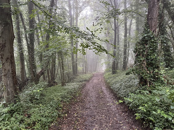 Le chemin traverse le bois du coteau de la rive gauche de l'Austreberthe, non loin de la route de Goupillières.