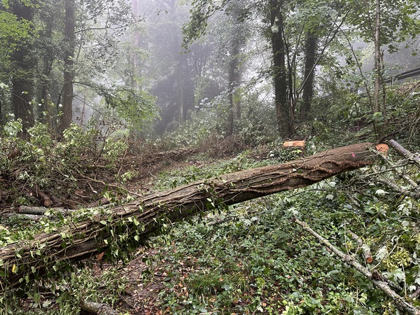 Surprise, plusieurs arbres sont en travers du chemin. Ils ont été coupés récemment comme on le voit. Ca n'arrête pas les marcheurs, mais nous retirons le logo "en famille" de ce circuit. Merci de nous prévenir si vous constatez que ces obstacles ont été retirés.