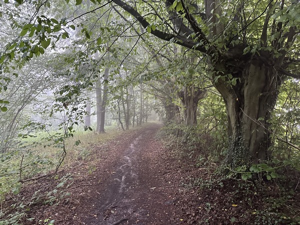 Nous continuons sur le chemin, en lisière du bois du coteau.