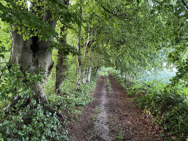 Le chemin commence par longer le bois avant d'y pénétrer.