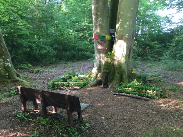 A proximité de la Maison Forestière de Bosgouet, nous découvrons ce charmant jardin zen. La photo est de 2017, en novembre 2020 le jardin avait disparu et le banc était à terre sans pied.
