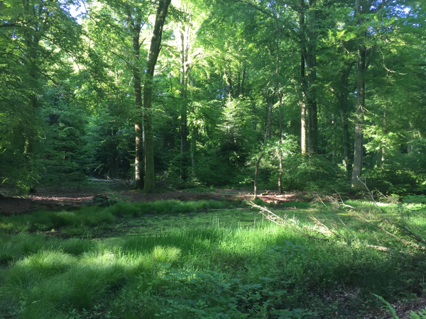 La Mare aux Sarcelles près de la route forestière de Bourg-Achard. Les mares ne manquent pas sur cet itinéraire.