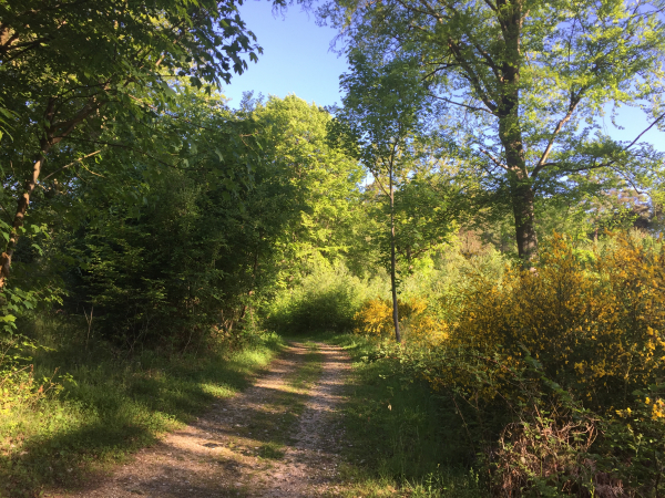 Route forestière des Jouveaux près de la ligne ferroviaire de Oissel à Serquigny.