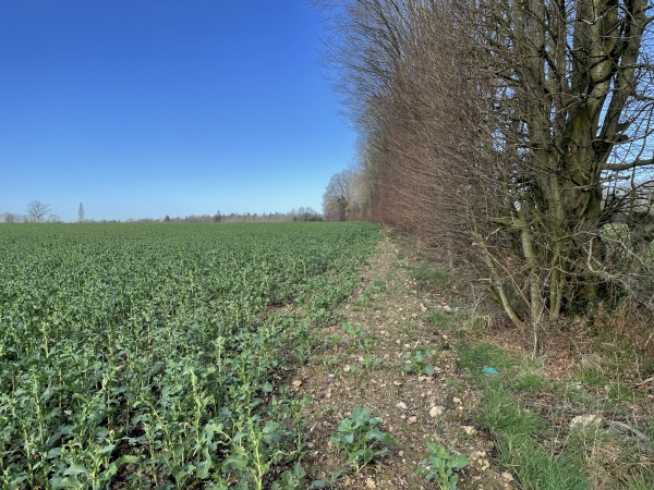 Le chemin que nous avions suivi dans le bois en 2011 et 2017 est désormais clôturé. Nous avons donc marché le long de ce champ sur 400m. Pas de problème, on voit qu'il y a un passage entre les cultures et la haie, et nous rejoignons le chemin sans obstacle.