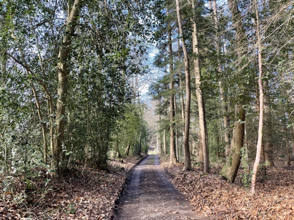 Nous entrons dans le bois au Hamel. Le chemin est large jusqu'aux dernières maisons.