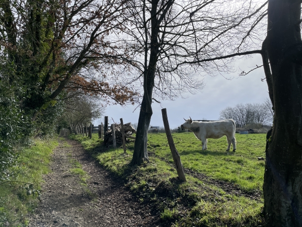 Le GR224 avance maintenant en lisière du bois des Angles qui couvre le coteau.