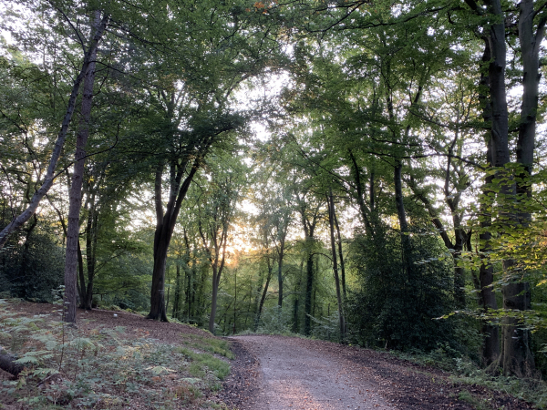 Nous suivons le chemin de la Vallée du Catelier en direction du Hêtre Ventru.