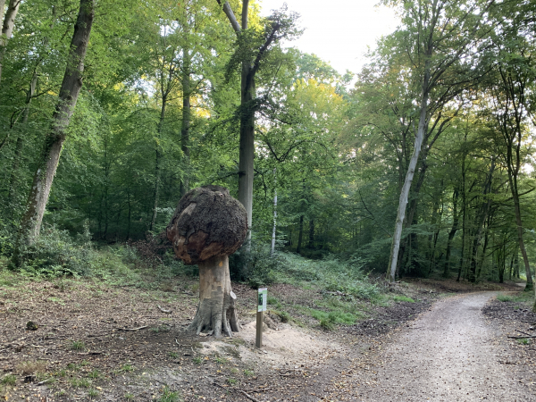 Le Hêtre Ventru, ou plutôt son vestige. Cet arbre était porteur d'une excroissance qui en faisait sa caractéristique. Malade, il a été coupé au-dessus de sa boule en 2017 pour des raisons de sécurité.
