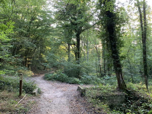 Nous quittons ici le chemin de la Vallée du Catelier pour tourner à droite en direction du Chêne À Madame.
