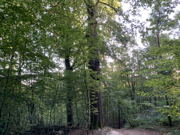 Le nom du Chêne À Madame viendrait de l'habitude d'une comtesse de venir lire à ses pieds. Il est le titre d'un livre de souvenirs de Patricia Fomberteau. Photo verticale du chêne dans l'album de la rando.