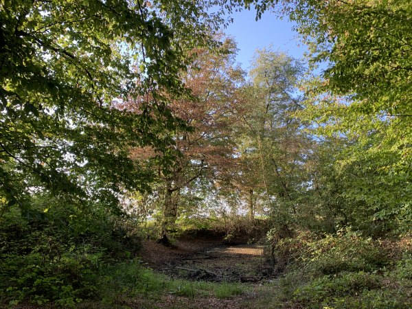 La mare en lisière de forêt est asséchée en cette période.