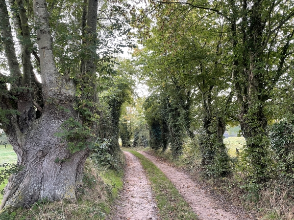 Nous sommes au Mont Gannel et allons descendre dans le bois de la Salle.