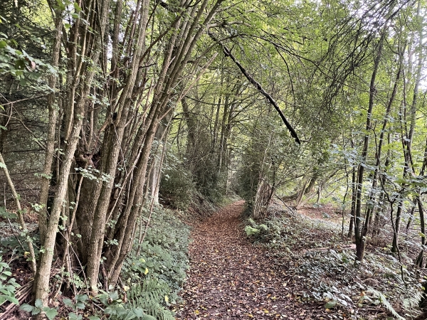 Descente dans le bois de la Salle.
