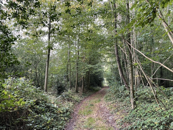 Nous suivons la lisière du bois.