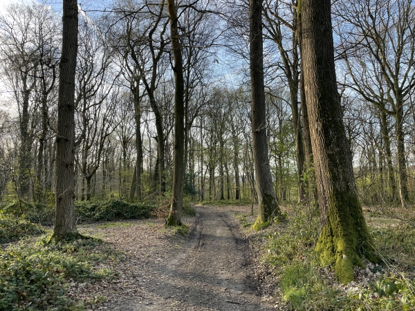 Le chemin traverse le bois, puis descend vers le vallon.