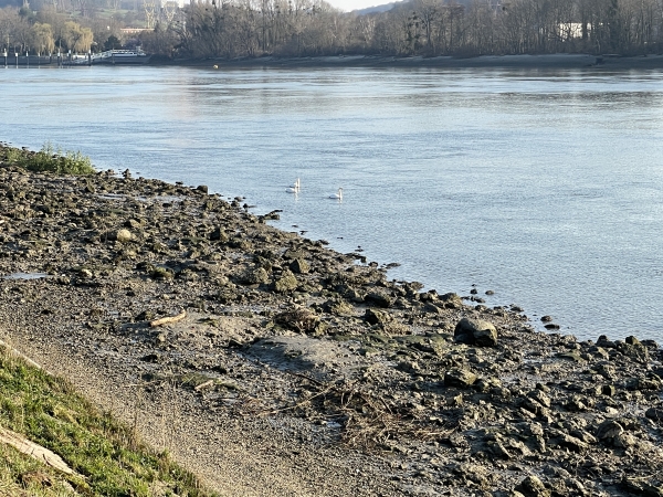 La Seine est à marée basse. 3 jeunes cygnes nous regardent passer.