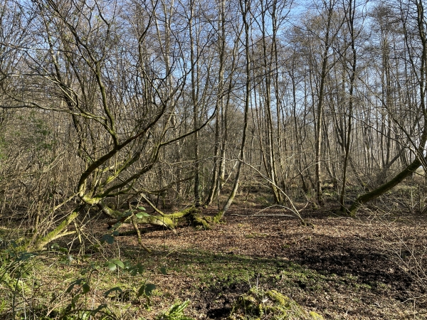 Le chemin longe la Tourbière de Heurteauville, Espace Naturel Sensible.