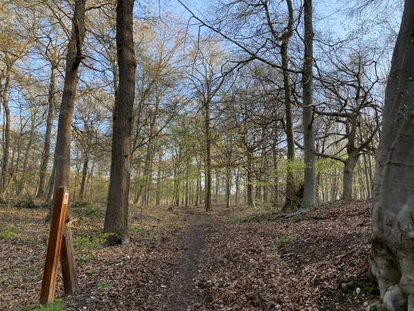 Dès le premier chemin en forêt, on remarque les balises roses du circuit.