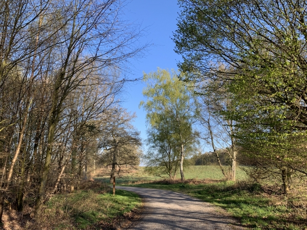 Nous avons suivi la D351 sur 250 mètres (Nous n'étions pas sur la départementale : un chemin parallèle est légèrement en retrait de la route), nous sommes maintenant sur la route forestière de la Mare de Fer.