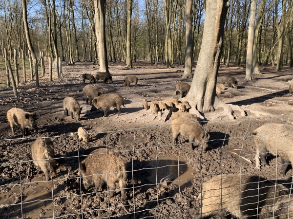 Nous marchons maintenant le long du Parc Animalier. Les marcassins se sont réunis au sec.