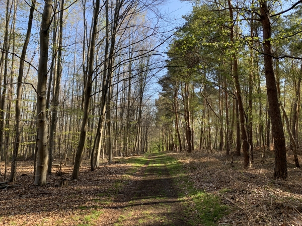 Nous continuons sur la Route Forestière au Loup.