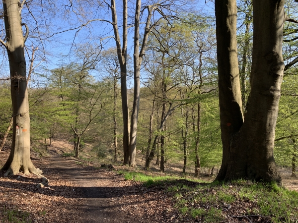 Le chemin commence à descendre : nous allons quitter la forêt de Roumare et fermer notre boucle.