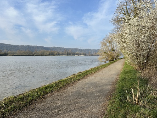 Le paisible chemin de halage au niveau de Sahurs.
