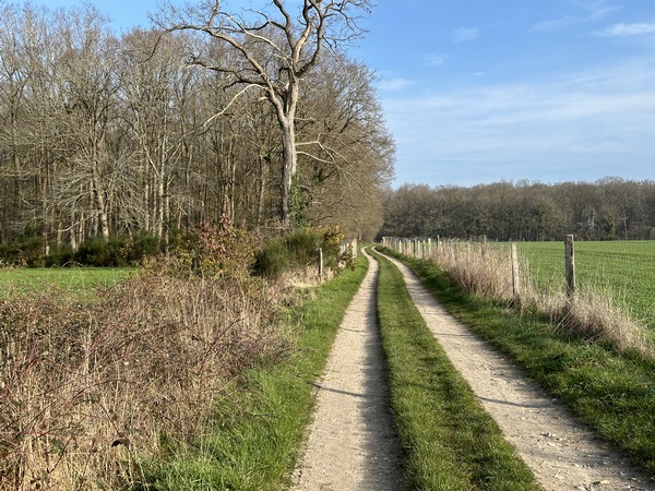 L'allée du Canada nous conduit jusqu'en lisière de la forêt domaniale de Roumare.