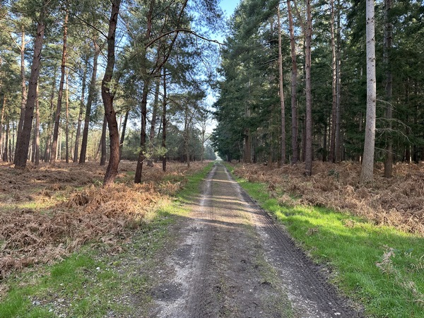 Nous pénétrons plus profondément en forêt domaniale en suivant la voie forestière d'Hautot.