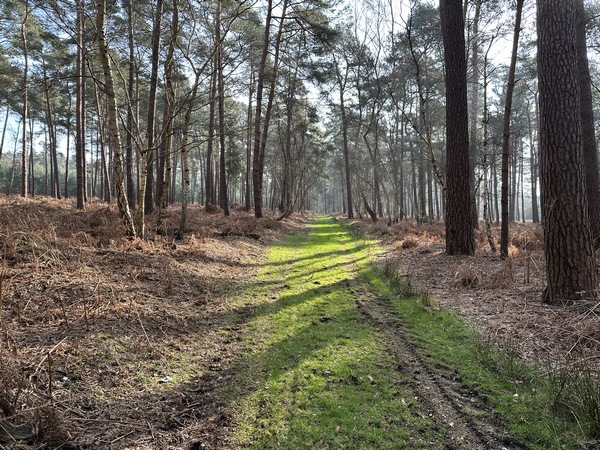 Avant d'arriver à la D351, nous tournons vers l'est sur cette belle ligne de coupe.