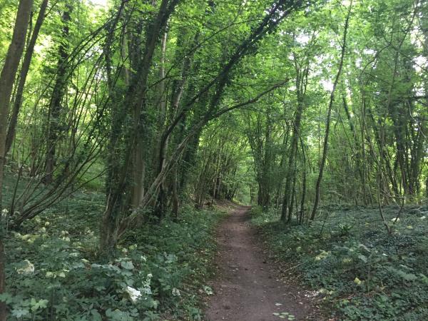GR212 le long du bois de la Carrière.