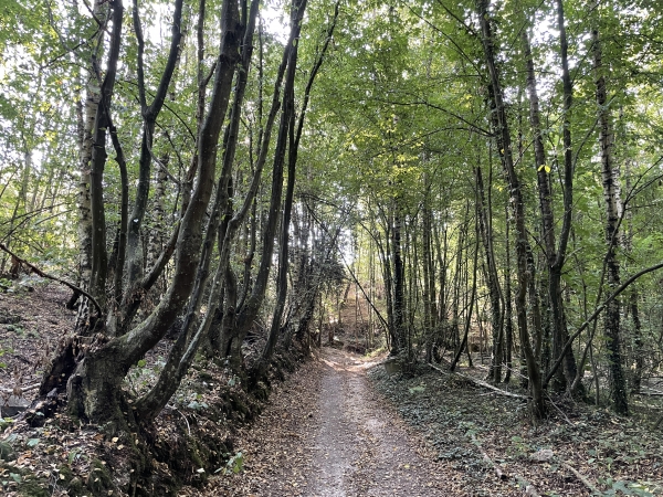 Nous traversons les bois de Hudar vers le vallon qui sépare les communes de Manneville et de Corneville.