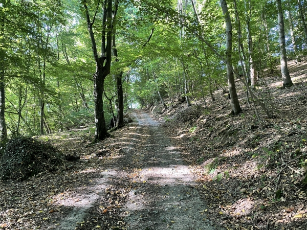 Nous remontons de l'autre côté du vallon, toujours dans le bois.