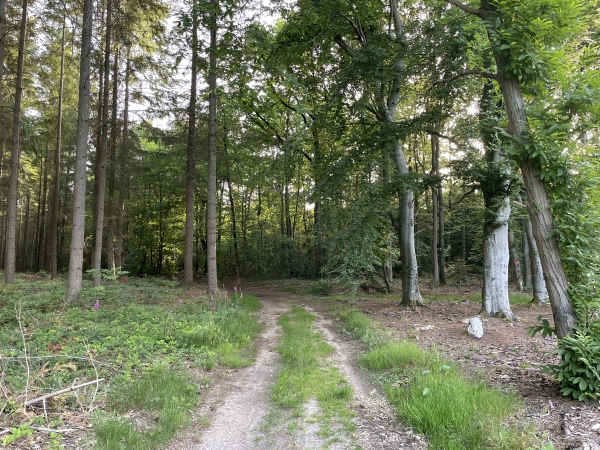 Nous entrons dans le bois des Faux.