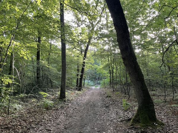 Nous traversons le bois des Faux, et descendons vers le hameau des Faulx.