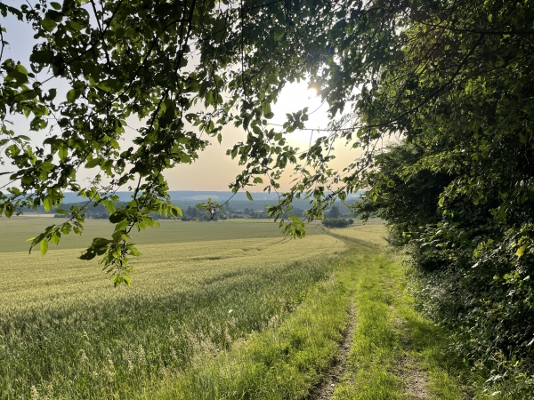 Sortie du bois des Faux dans la vallée de l'Eure.