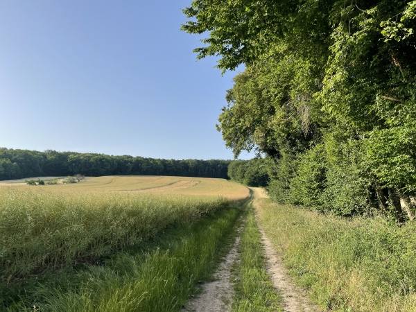 Nous montons vers le bois Renard.