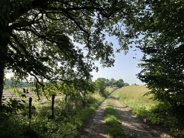 Nous quittons le bois Renard aux Brousses, et prenons la direction d'Irreville.
