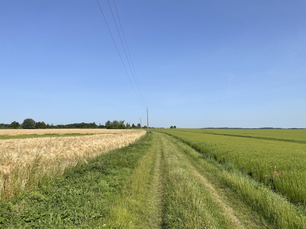 Nous suivons l'un des nombreux chemins qui parcourent cette plaine agricole.
