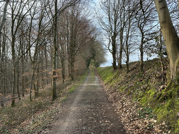 Il est possible d'entrer tout de suite en forêt, mais je préfère le chemin de lisière.