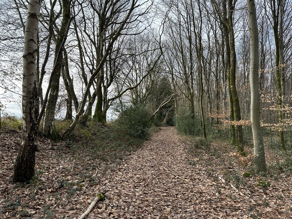 La montée n'est pas vraiment méchante, mais illustre bien l'aspect tourmenté de cette forêt domaniale du Trait-Maulévrier.&nbsp;