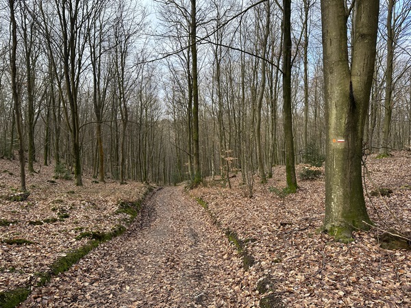 Au sommet, je trouve le GR211 que je vais maintenant suivre jusqu'au retour.