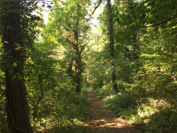 Nous quittons le plateau et descendons vers Alizay par le GR2 dans le Bois de Rouville.