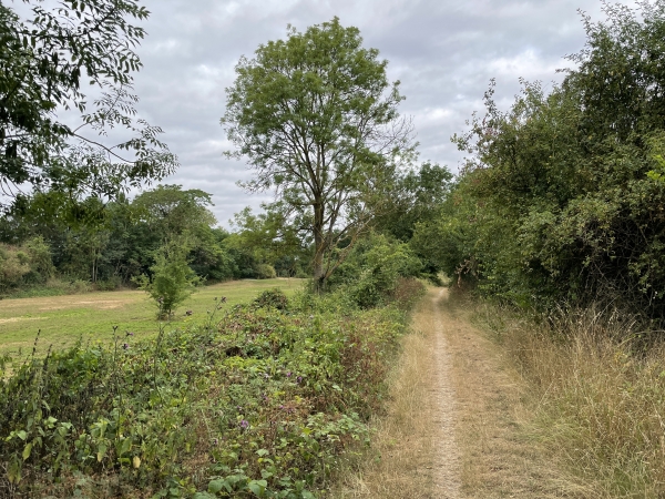 Nous suivons le chemin qui longe la Seine. On ne voit que rarement le fleuve : il est caché par la végétation qui protège la berge.