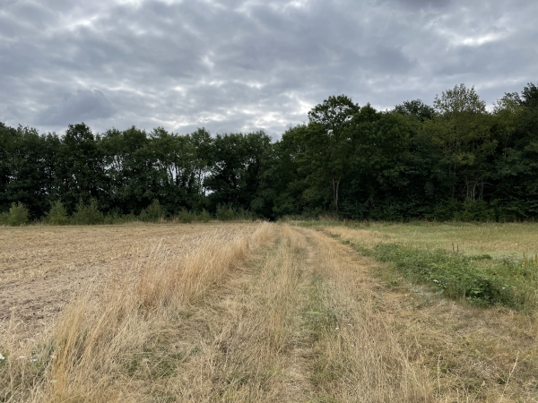 Nous avons traversé la D135, et notre chemin arrive dans le bois de la Fayel.