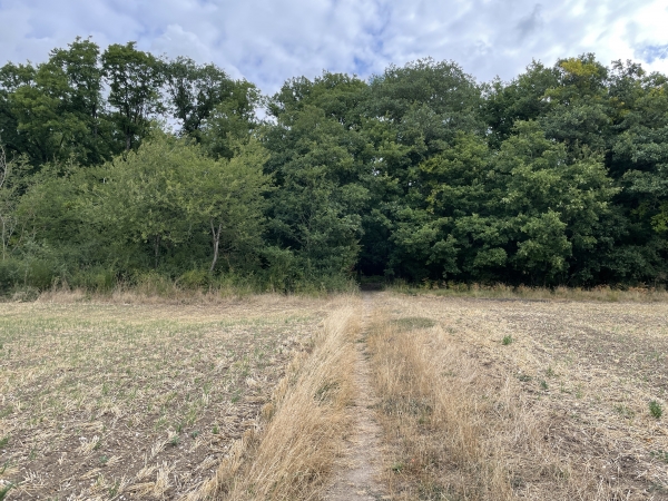 Nous entrons dans le bois de la Grande Garenne.