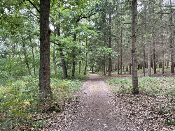 Nous suivons le chemin qui passe entre les bois Quémin et celui de la Grande Garenne.