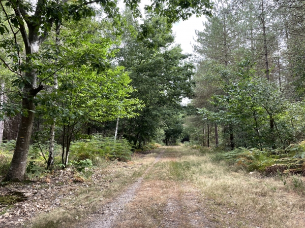 C'est une belle traversée de forêt, sur un chemin large et bien entretenu.