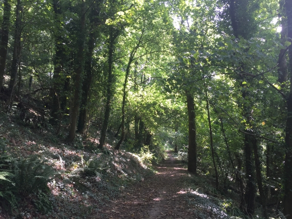 Un deuxième charmant sentier boisé : le chemin du Moulin sur le coteau nord de la Rivière de St-Laurent. Nous allons le suivre pour revenir vers St-Martin-du-Manoir.